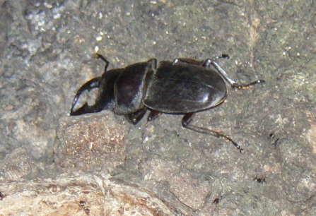 大木クヌギ_目線中央の樹液_ヒラタクワガタ41mm♂_2021年6月10日20時5分頃 気温25度